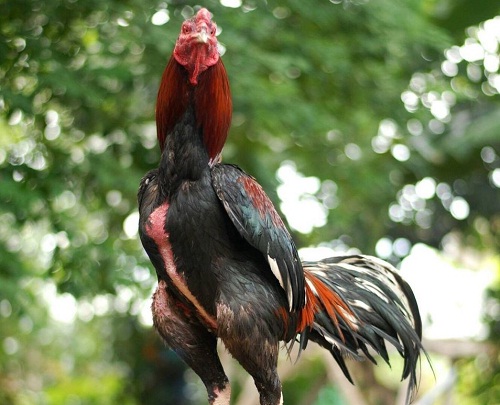 Detail Gambar Ayam Adu Jawara Nomer 7