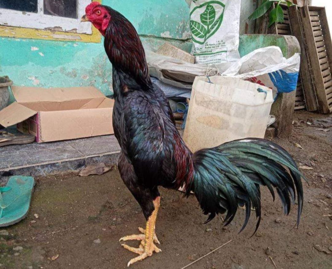 Gambar Ayam Aduan - KibrisPDR