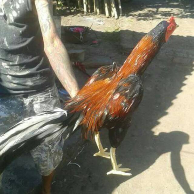 Detail Gambar Ayam Aduan Nomer 33