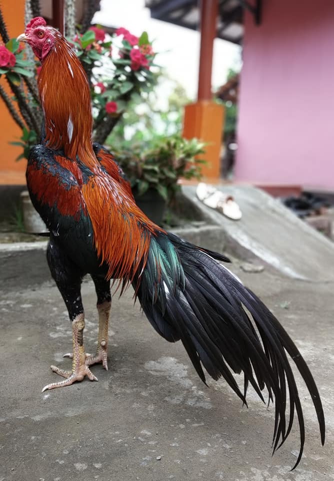 Detail Gambar Ayam Aduan Nomer 35