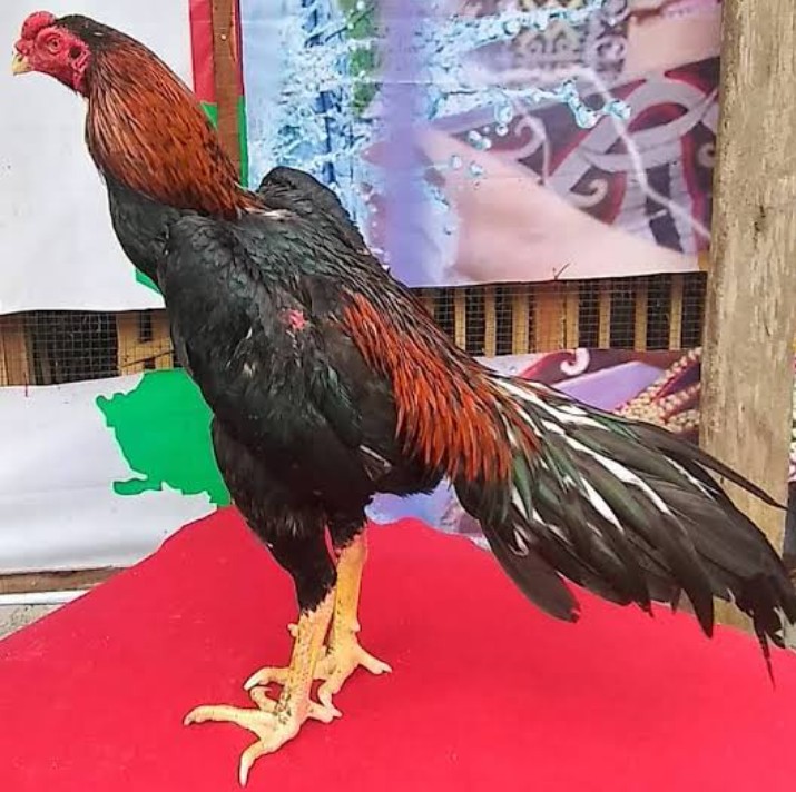 Detail Gambar Ayam Aduan Nomer 4