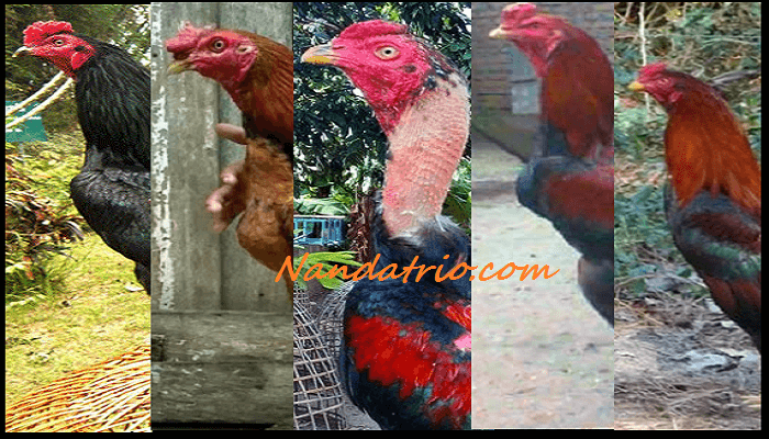 Detail Gambar Ayam Aduan Nomer 53