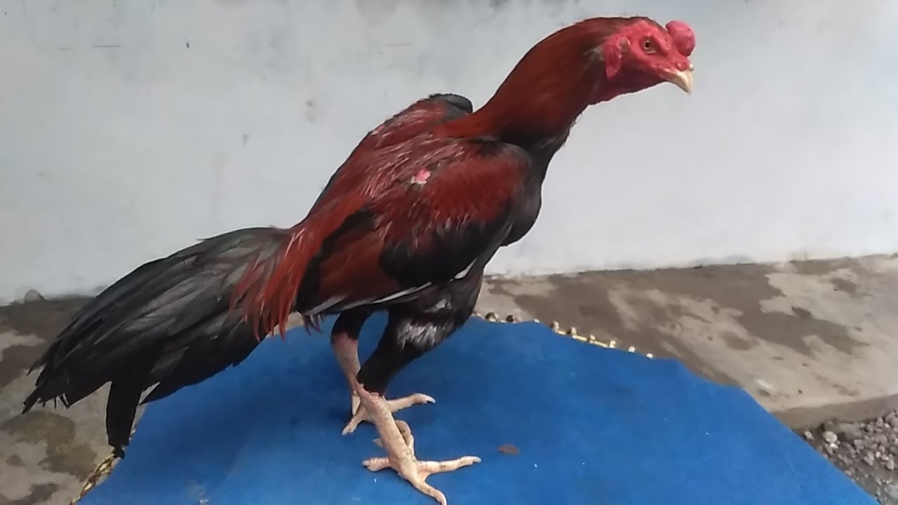 Detail Gambar Ayam Aduan Nomer 6