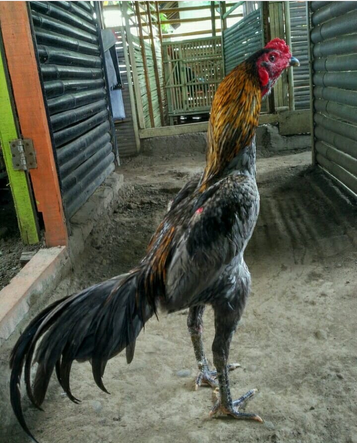 Detail Gambar Ayam Aduan Nomer 7