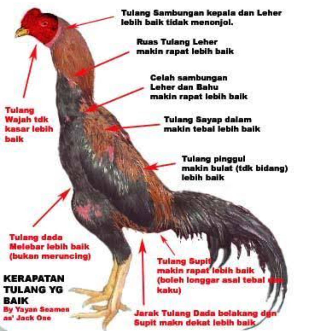 Detail Gambar Ayam Aduan Super Nomer 16
