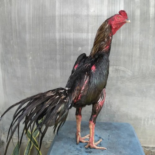 Detail Gambar Ayam Aduan Super Nomer 27