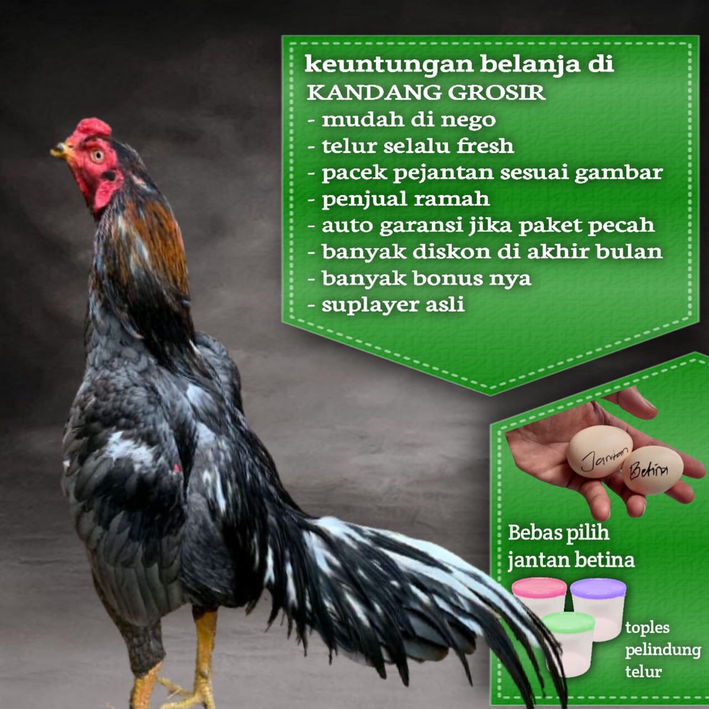 Detail Gambar Ayam Aduan Super Nomer 29