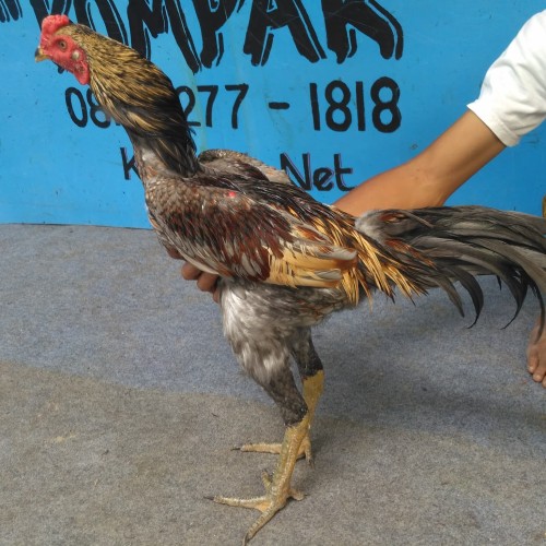 Detail Gambar Ayam Aduan Super Nomer 46