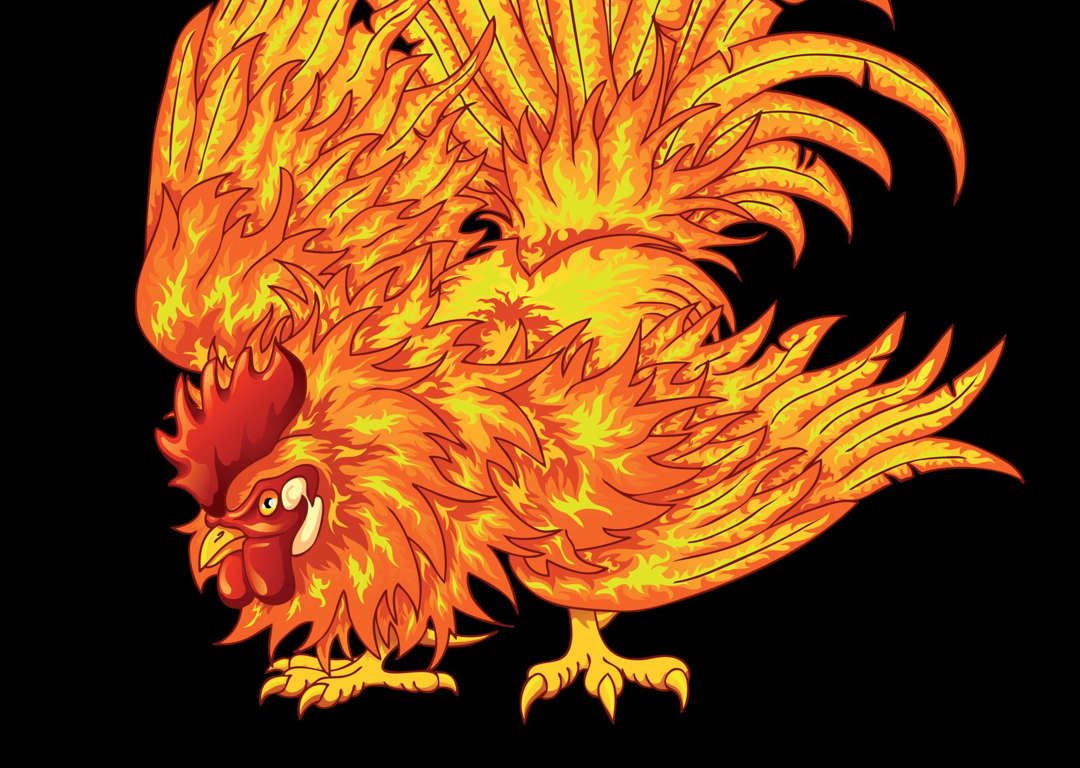 Detail Gambar Ayam Api Nomer 5