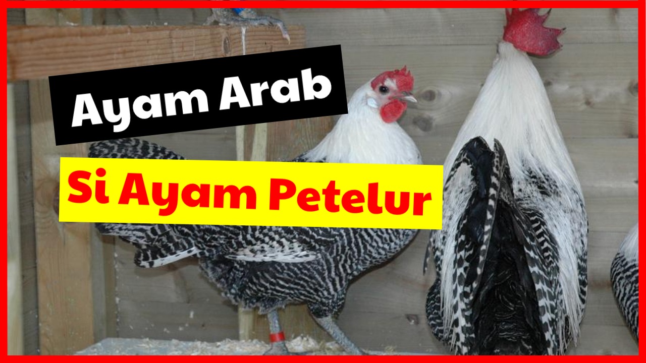 Detail Gambar Ayam Arab Nomer 29