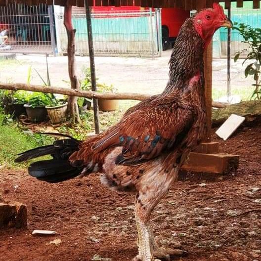 Detail Gambar Ayam Babon Nomer 14