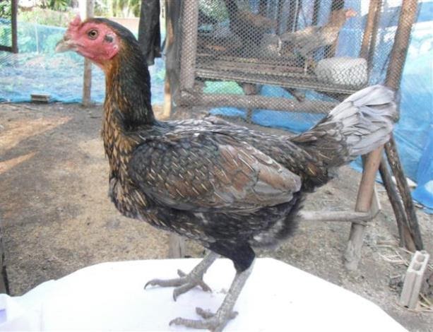 Detail Gambar Ayam Babon Nomer 16