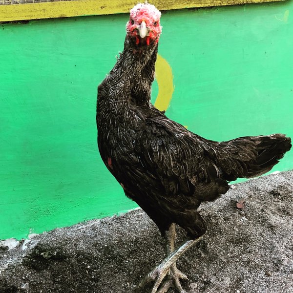 Detail Gambar Ayam Babon Nomer 18