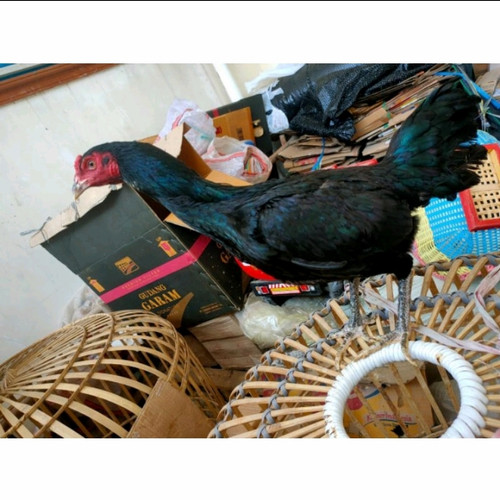 Detail Gambar Ayam Babon Nomer 42