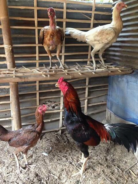 Detail Gambar Ayam Babon Nomer 45