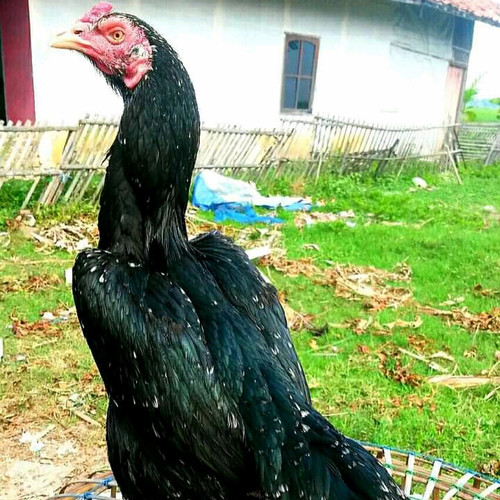 Detail Gambar Ayam Babon Nomer 10