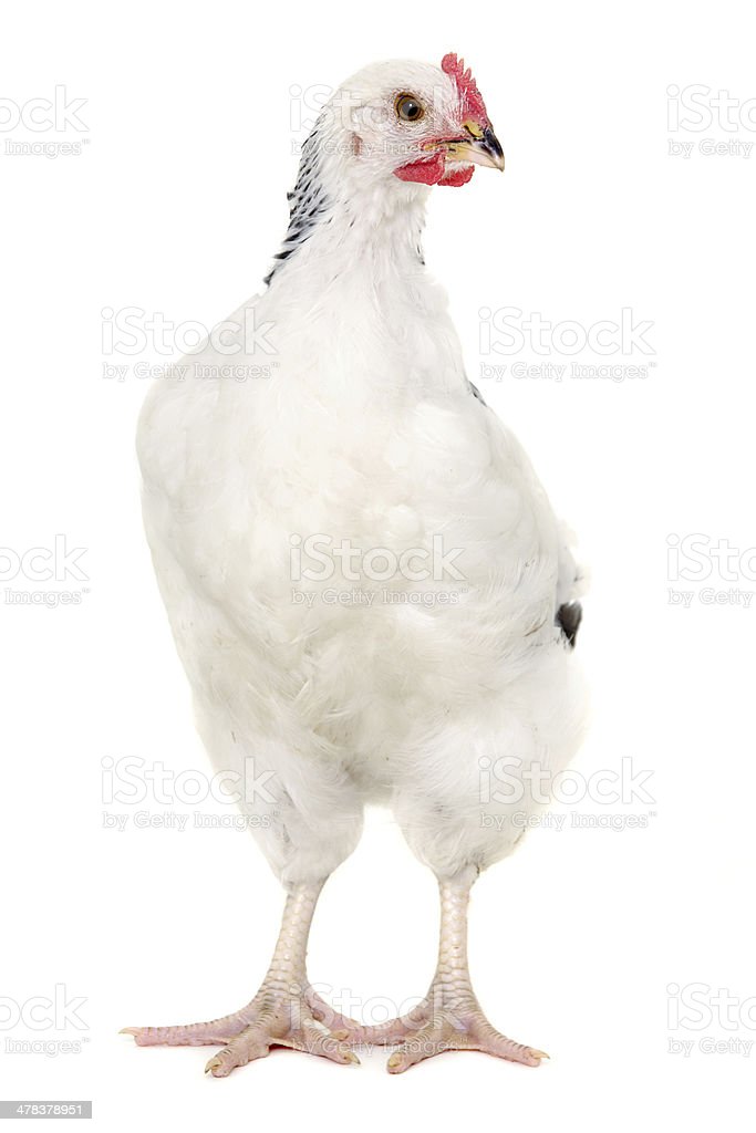 Detail Gambar Ayam Back Ground Putih Nomer 16