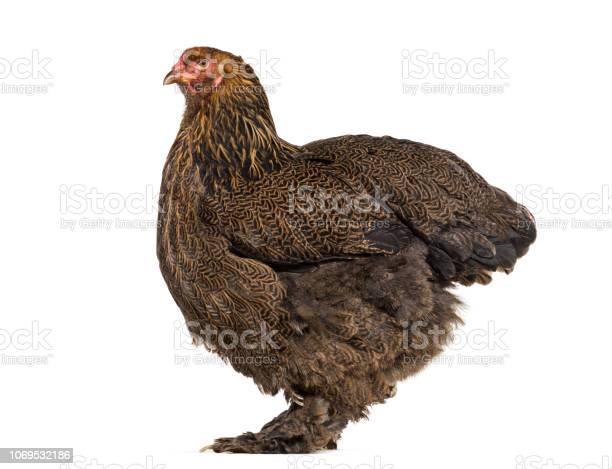 Detail Gambar Ayam Back Ground Putih Nomer 43
