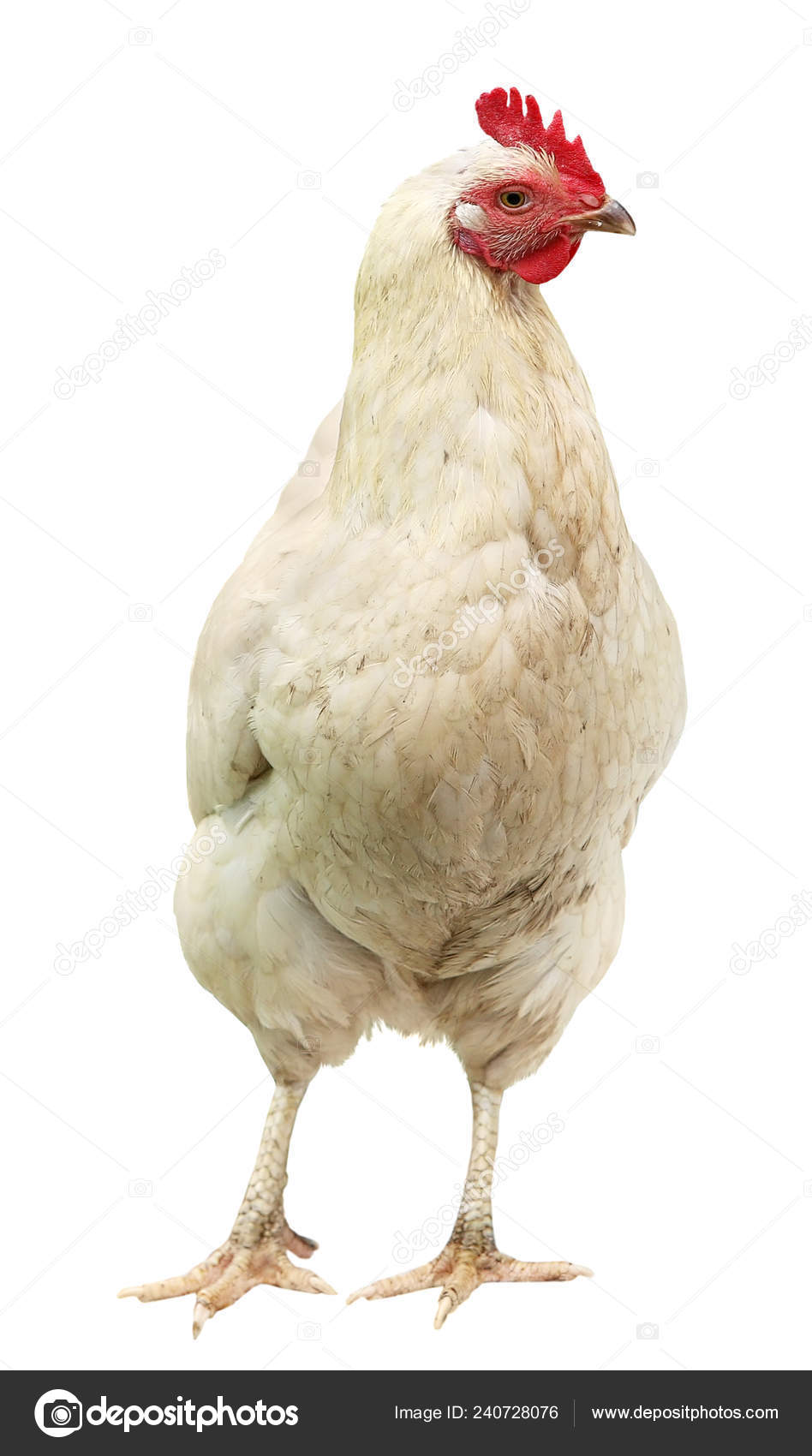 Detail Gambar Ayam Back Ground Putih Nomer 53