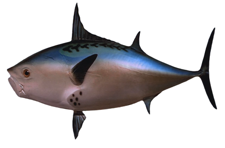 Detail Fisch Flops Nomer 19