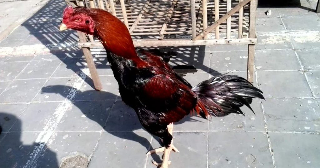 Detail Gambar Ayam Bangkok Aduan Nomer 10