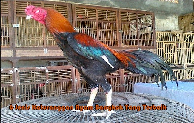 Detail Gambar Ayam Bangkok Aduan Nomer 48