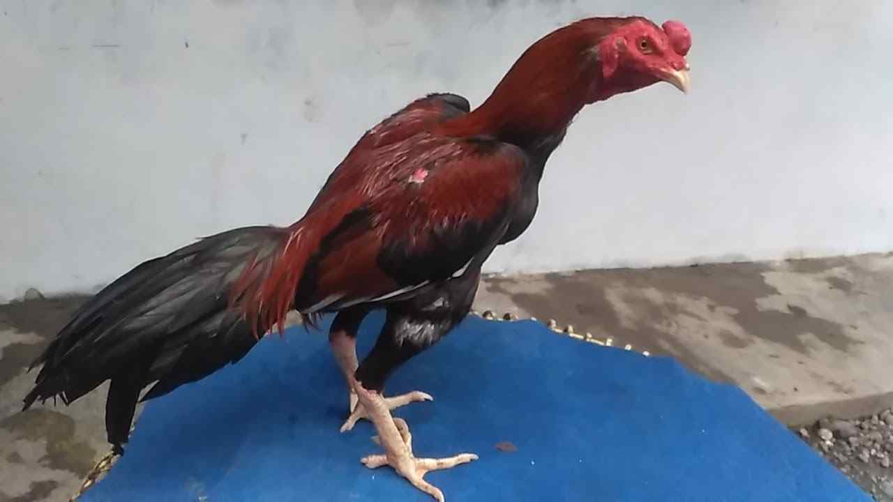 Detail Gambar Ayam Bangkok Aduan Nomer 7