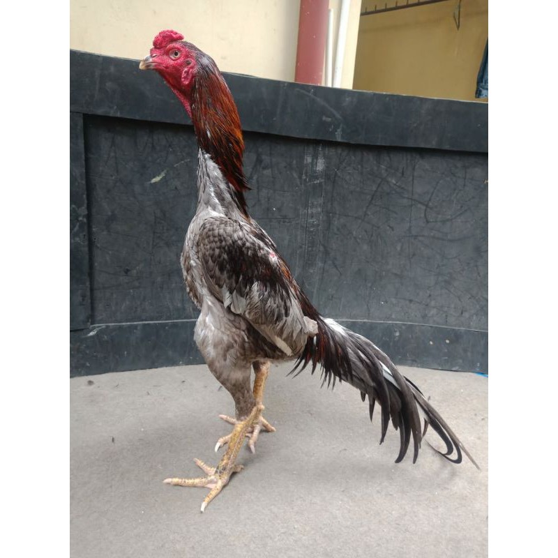 Gambar Ayam Bangkok Berkelas - KibrisPDR