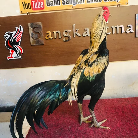 Detail Gambar Ayam Bangkok Berkelas Nomer 28