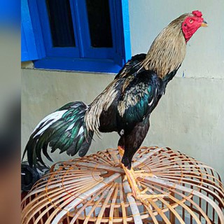 Detail Gambar Ayam Bangkok Berkelas Nomer 31