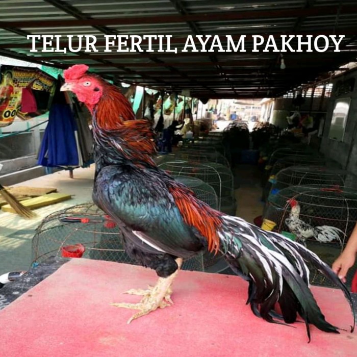 Detail Gambar Ayam Bangkok Berkelas Nomer 45