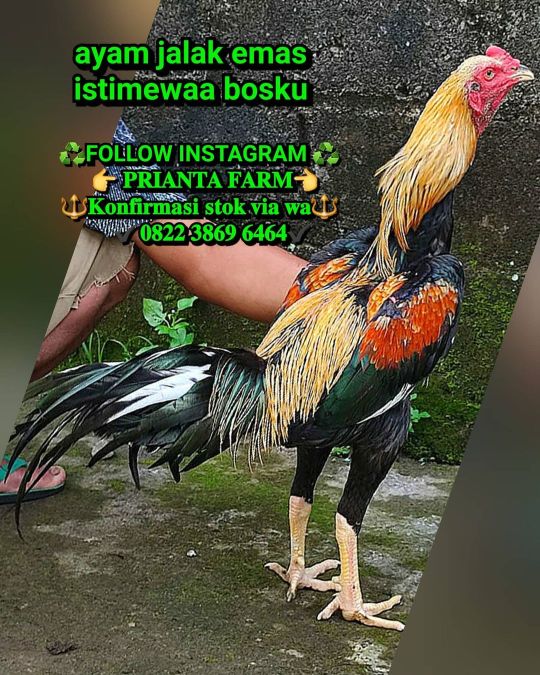 Detail Gambar Ayam Bangkok Berkelas Nomer 46