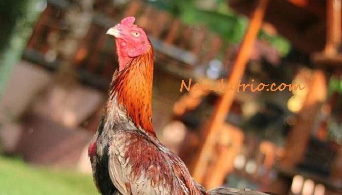 Detail Gambar Ayam Bangkok Berkelas Nomer 49