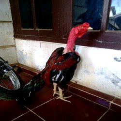 Detail Gambar Ayam Bangkok Dan Saigon Nomer 15