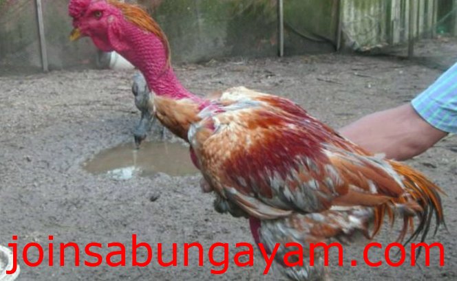 Detail Gambar Ayam Bangkok Dan Saigon Nomer 18