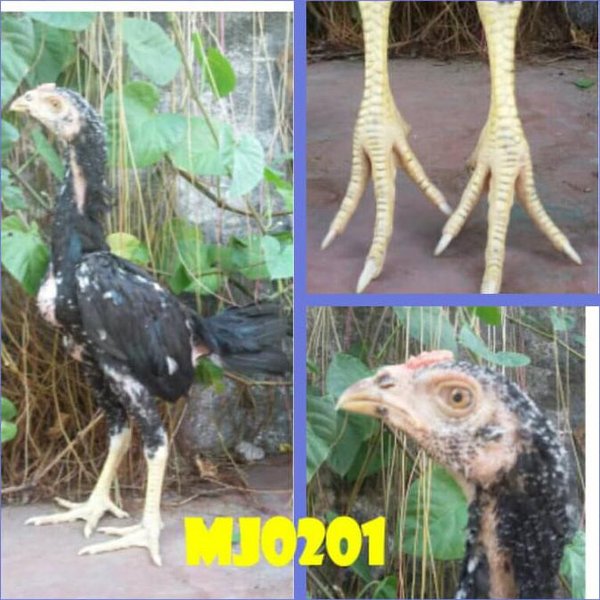 Detail Gambar Ayam Bangkok Dan Saigon Nomer 25