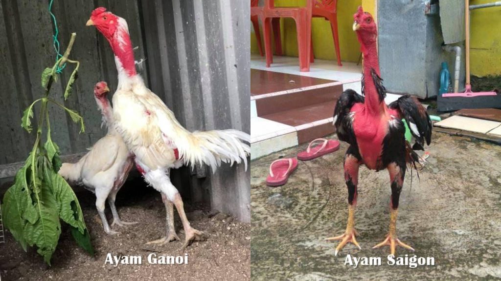 Detail Gambar Ayam Bangkok Dan Saigon Nomer 47