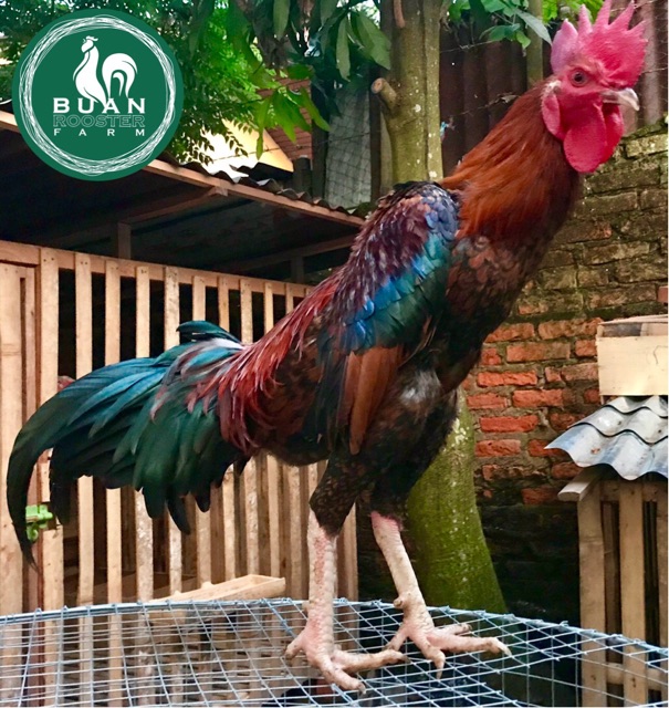 Detail Gambar Ayam Bangkok Dan Saigon Nomer 51