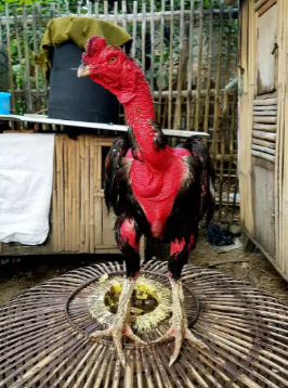 Detail Gambar Ayam Bangkok Dan Saiugon Nomer 14