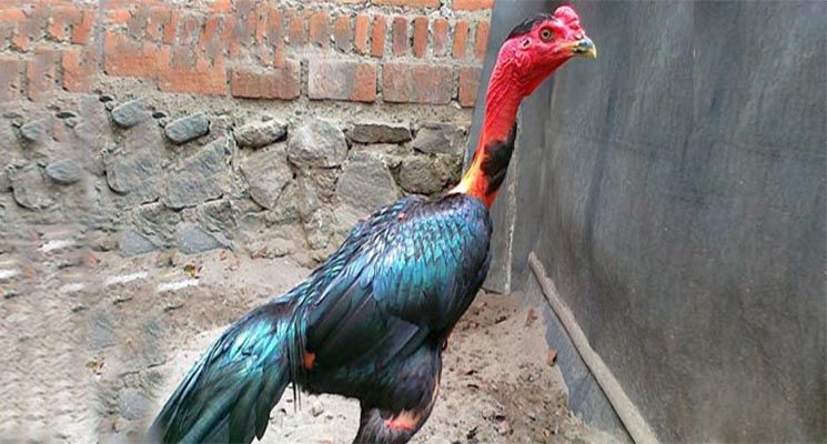 Detail Gambar Ayam Bangkok Dan Saiugon Nomer 17