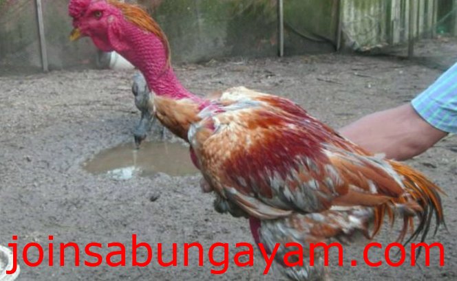 Detail Gambar Ayam Bangkok Dan Saiugon Nomer 18