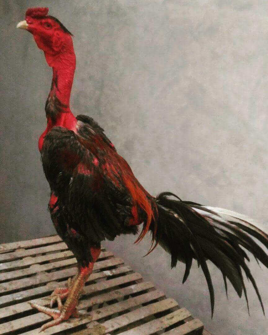 Detail Gambar Ayam Bangkok Dan Saiugon Nomer 22