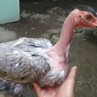 Detail Gambar Ayam Bangkok Dan Saiugon Nomer 41