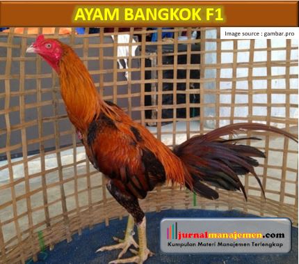 Detail Gambar Ayam Bangkok F1 Nomer 14