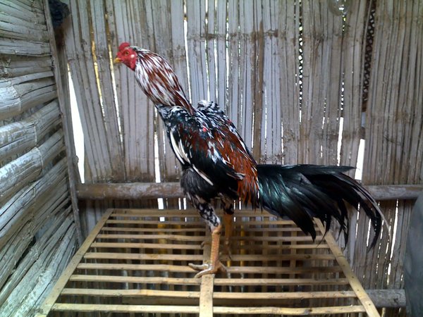 Detail Gambar Ayam Bangkok F1 Nomer 26