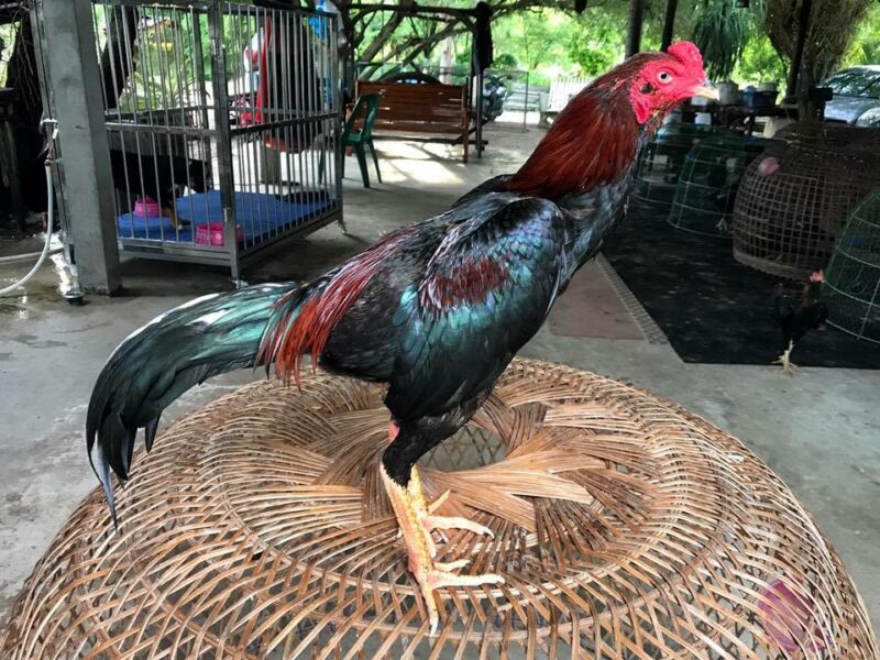 Detail Gambar Ayam Bangkok Jawara Nomer 23