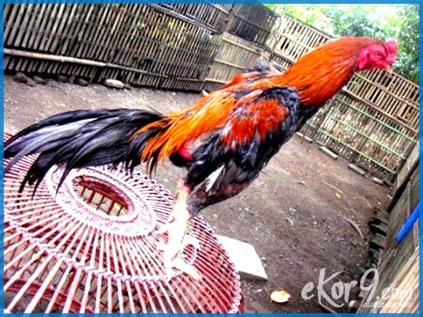 Detail Gambar Ayam Bangkok Jawara Nomer 25