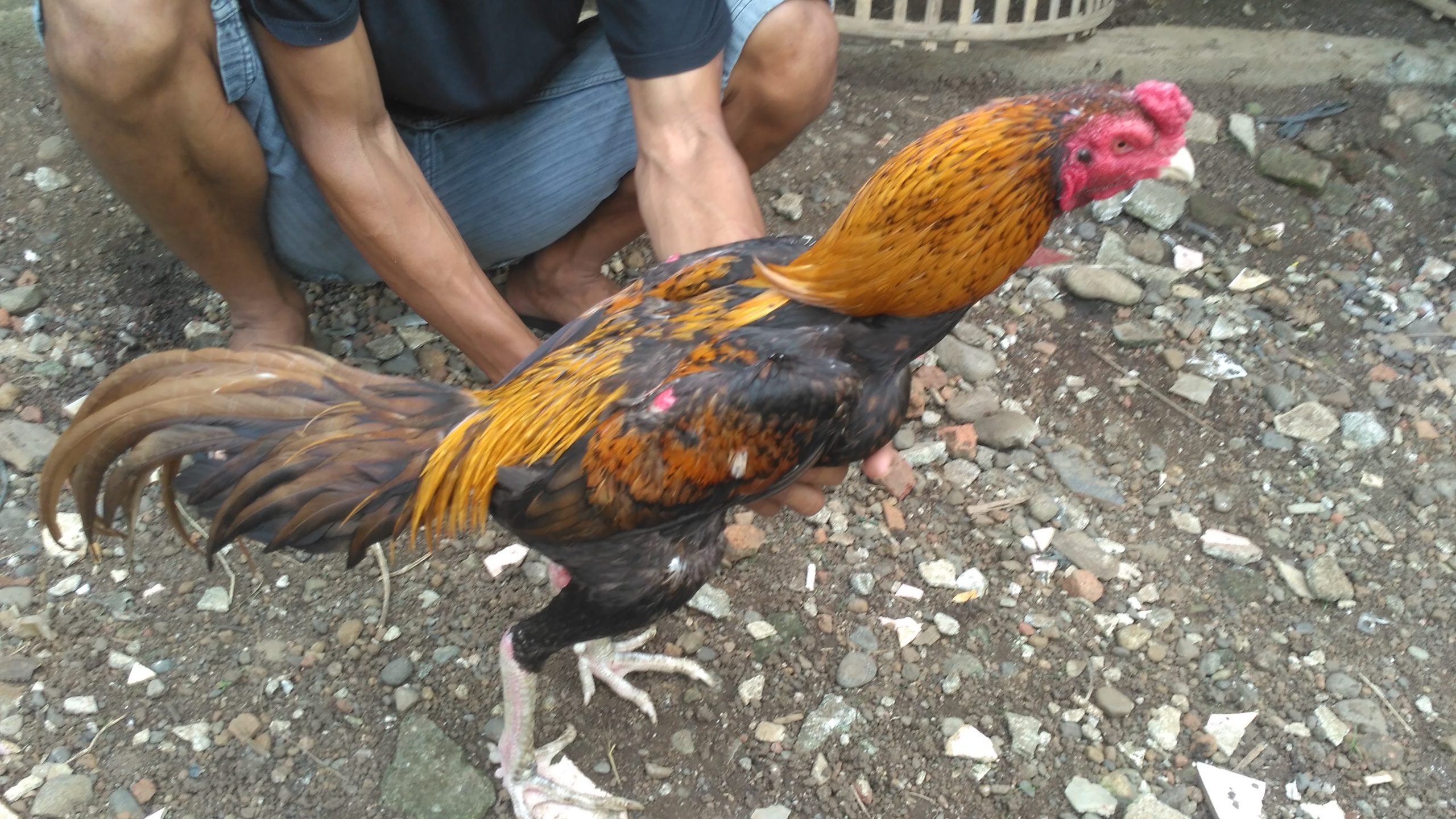 Detail Gambar Ayam Bangkok Jawara Nomer 27