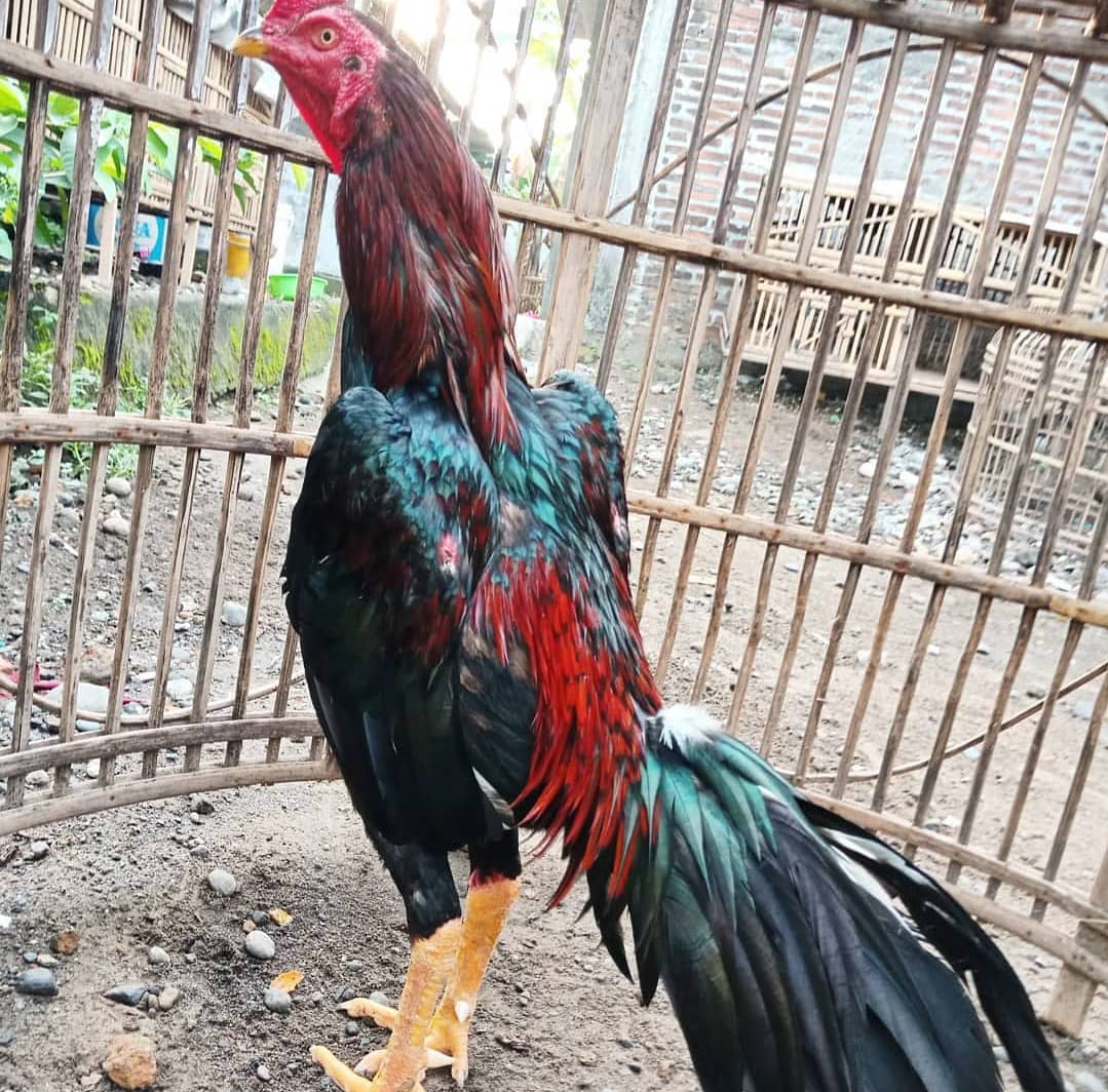 Detail Gambar Ayam Bangkok Jawara Nomer 29