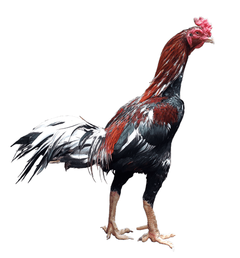 Detail Gambar Ayam Bangkok Jawara Nomer 34